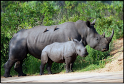 White rhino cow and calf. Arthur Hall